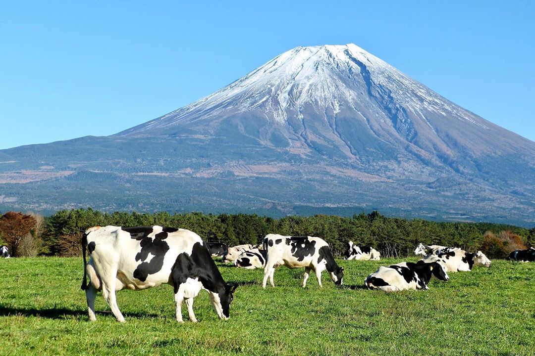 富士山與牛牛 富士田山