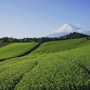 富士山茶園 今宮の茶畑