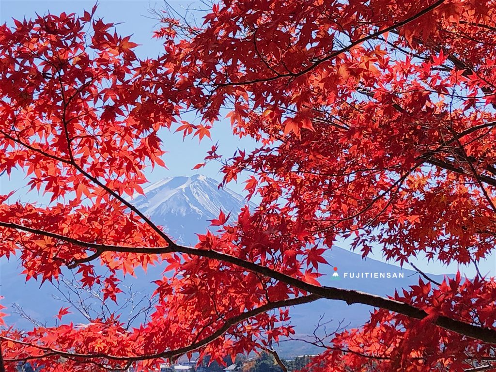 河口湖紅葉祭富士山産屋ヶ崎
