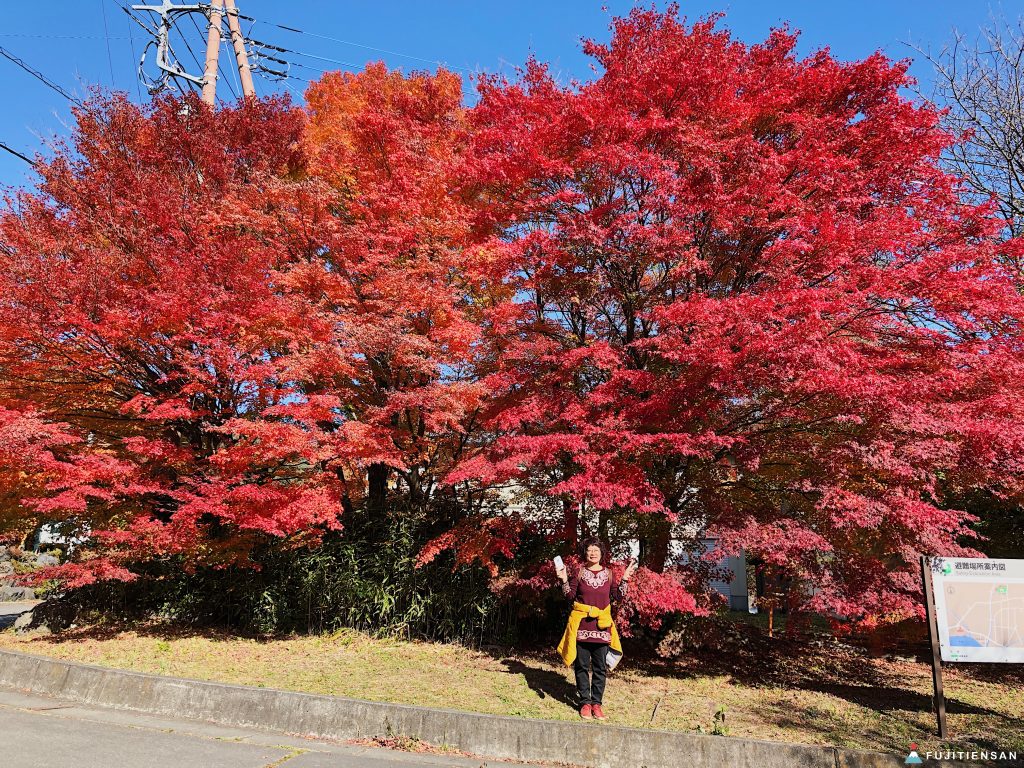 河口湖紅葉祭富士山紅葉迴廊